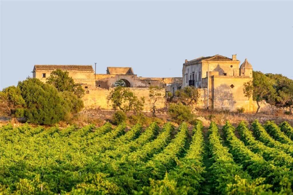 vignoble à Marsala en Sicile