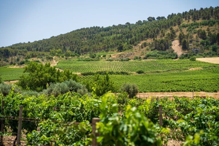 vignoble sur une colline en Sicile