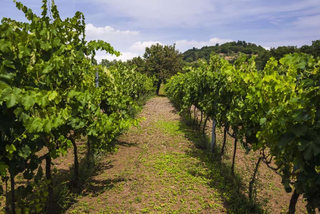 découvrir la route des vins en Sicile