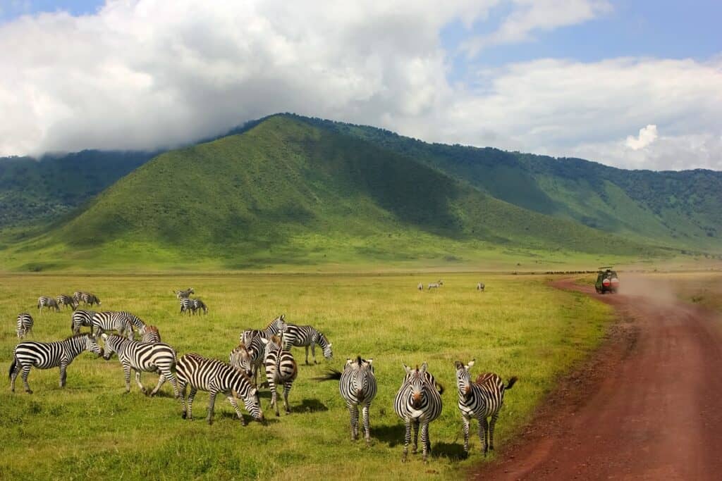 safari en Tanzanie zèbres